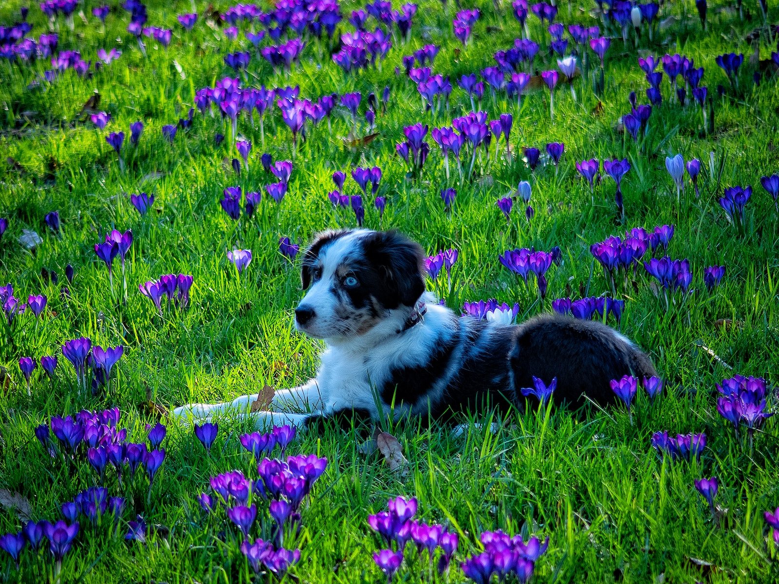 As 5 raças de cães mais amadas pelos cariocas